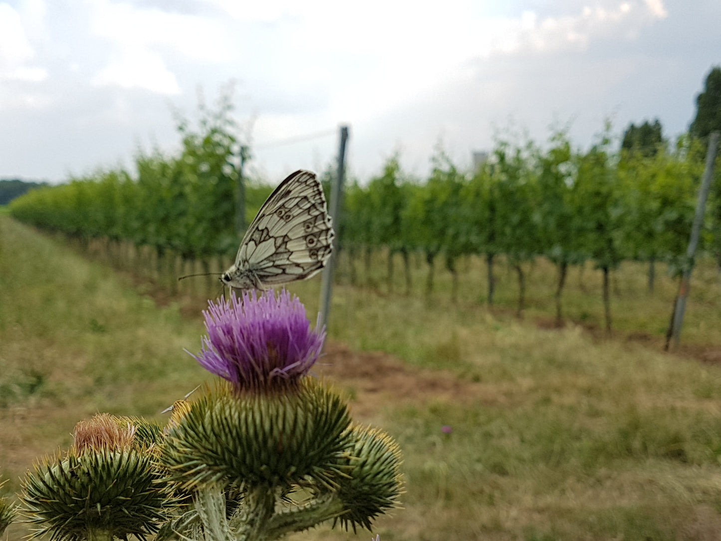 Fink's Bio Probierpaket